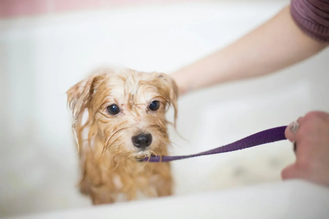 A small wet terrier being gently bathed in a tub