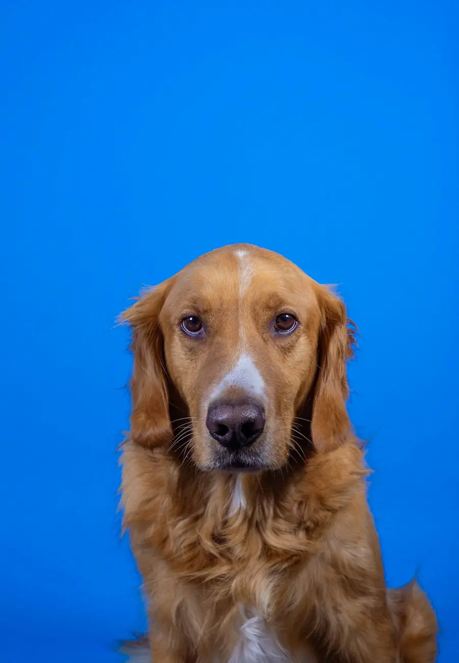 A golden retriever against a bright blue backdrop