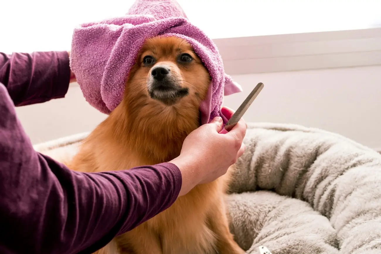 A fluffy Pomeranian wrapped in a pink towel after a bath