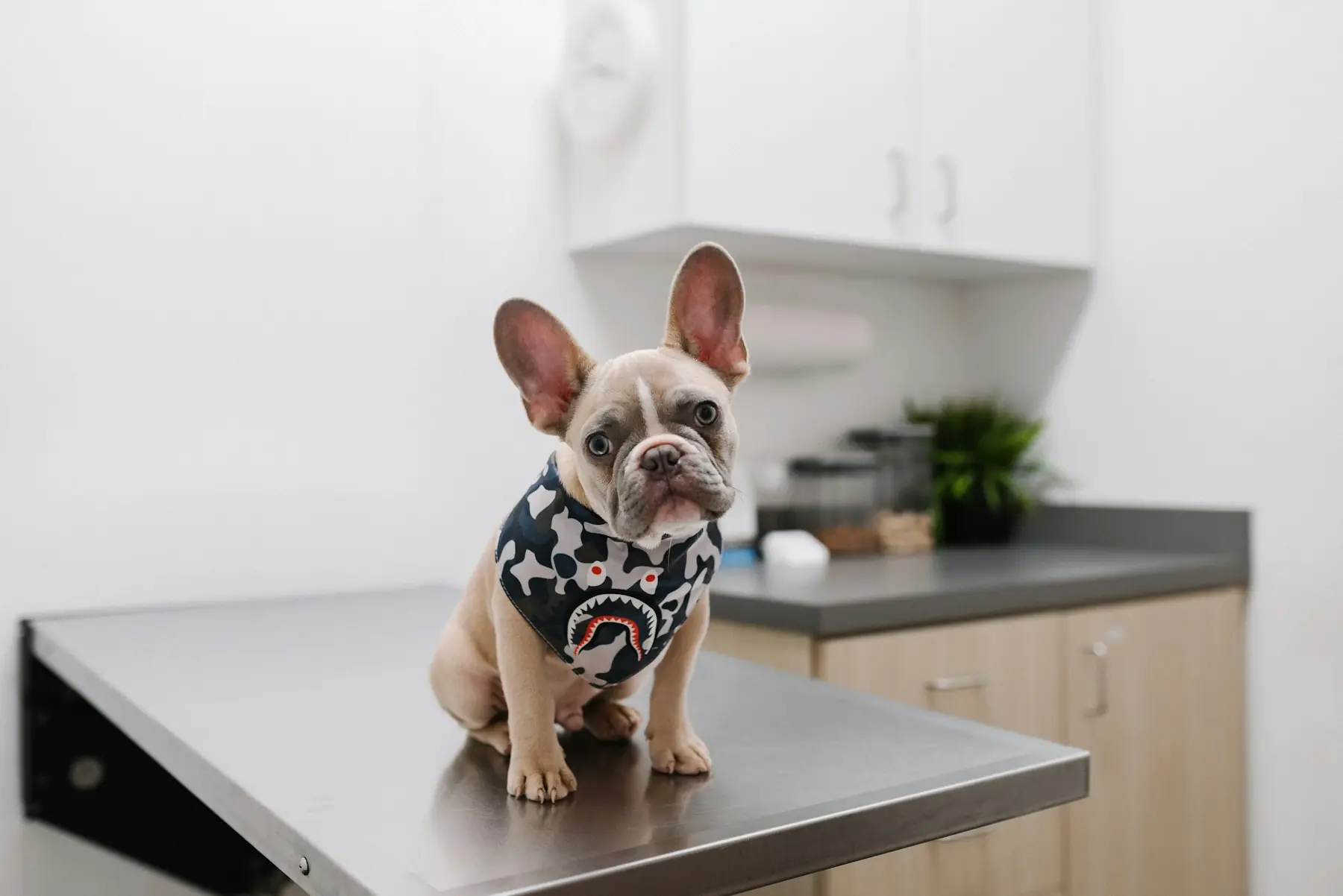 A French bulldog in a bandana sitting calmly on an exam table