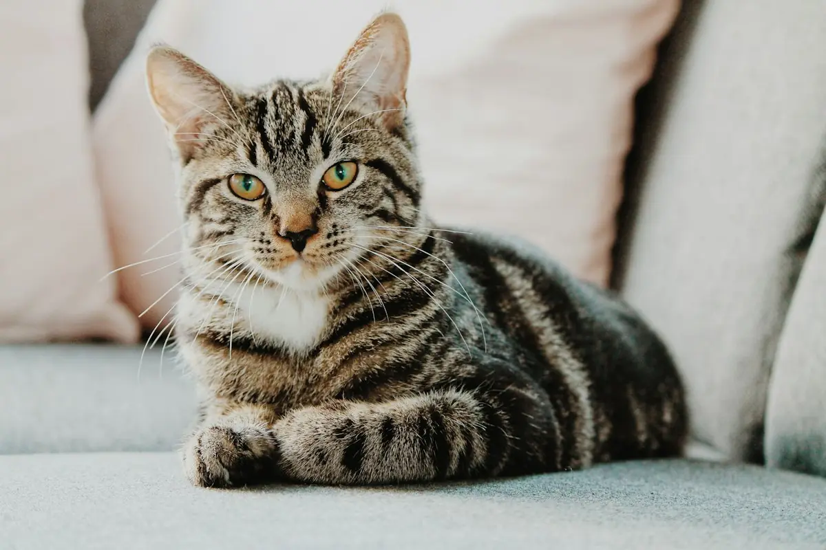 A tabby cat resting on a sofa